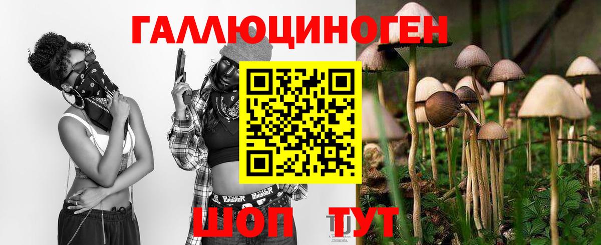 Галлюциногенные грибы Psilocybe Тосно